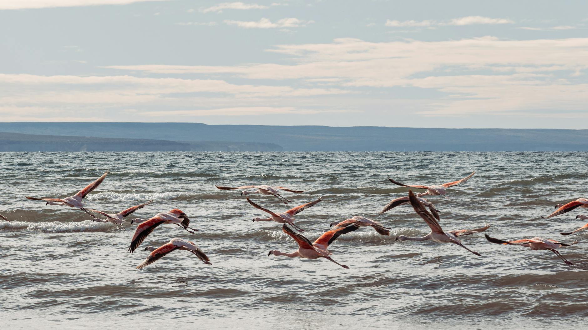 Jezioro Great Salt Lake: największe słone jezioro USA i jego ptasie rezerwaty Stado flamingów lecących nad wodą o zachodzie słońca